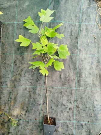 LALE AĞACI 3 ADET - 2 YAŞ SAKSIDA FİDAN (Liriodendron Tulipifera)