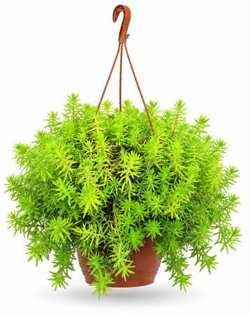 MAKROME SARI SEDUM - ASKILI BALKON BİTKİSİ