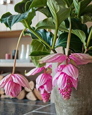 MEDİNE GÜLÜ ÇİÇEĞİ - Medinilla Magnifica HEDİYELİK EV BİTKİSİ