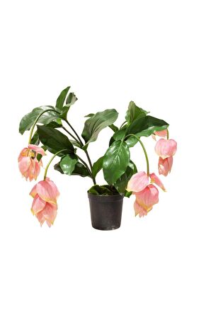 MEDİNE GÜLÜ ÇİÇEĞİ - Medinilla Magnifica HEDİYELİK EV BİTKİSİ