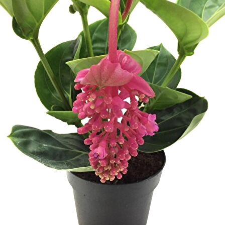 MEDİNE GÜLÜ ÇİÇEĞİ - Medinilla Magnifica HEDİYELİK EV BİTKİSİ