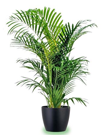 AREKA PALMİYESİ 170-180 cm 2 ADET - HEDİYELİK SALON OFİS BİTKİSİ