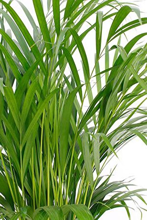 AREKA PALMİYESİ 70-80 cm - HEDİYELİK SALON OFİS BİTKİSİ