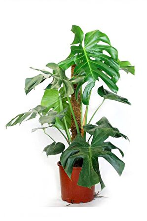 MONSTERA YOSUN GÖVDELİ 2 ADET DEVE TABANI 80-100 cm