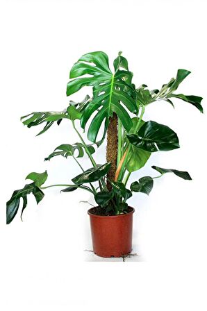 MONSTERA YOSUN GÖVDELİ 2 ADET DEVE TABANI 80-100 cm