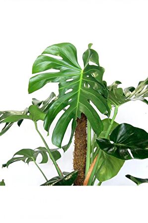 MONSTERA YOSUN GÖVDELİ 2 ADET DEVE TABANI 80-100 cm