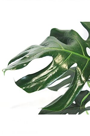 MONSTERA YOSUN GÖVDELİ 2 ADET DEVE TABANI 80-100 cm