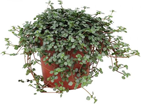 PİLEA GLAUCA 2 ADET - DOSTLUK ÇİÇEĞİ