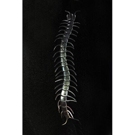 Şeffaf Renk Karanlıkta Parlayan Fosforlu Kırkayak 13 cm 1 Adet