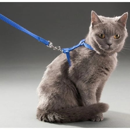 #KediTasması Pet Ayarlanabilir Şık Gezdirme Kayışı Konforlu Yumuşak Dokulu Özel 120 Cm Kedi Tasması