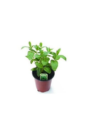 Kekik Nane Biberiye 3 Lü Set 10-20 Cm Aromatik Bitki Seti 