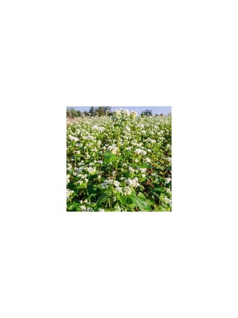 Karabuğday Unu Karışımı (Ekmek, Kurabiye ve Kek ) 1 kg