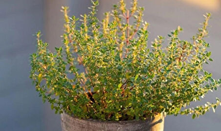 Yayılıcı Kekik (Thymus serpyllum) Fidanı -Aromatik ve Hızla Yayılan Yer Örtücü 1-2 yaş arası saksılı