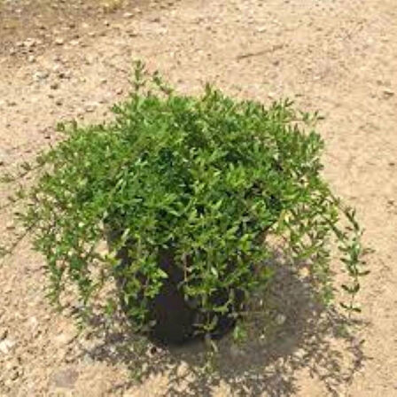 Yayılıcı Kekik (Thymus serpyllum) Fidanı -Aromatik ve Hızla Yayılan Yer Örtücü 1-2 yaş arası saksılı