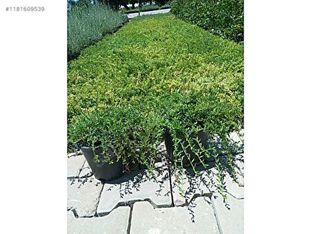 Yayılıcı Kekik (Thymus serpyllum) Fidanı -Aromatik ve Hızla Yayılan Yer Örtücü 1-2 yaş arası saksılı