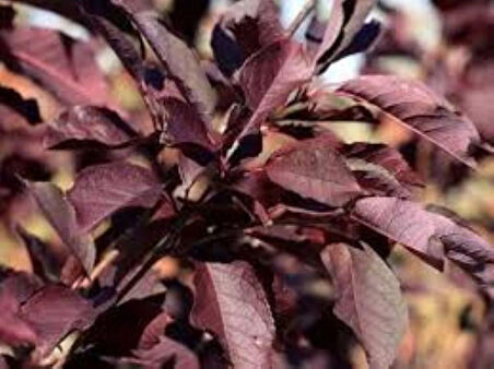 Kırmızı Yapraklı Süs Kirazı {prunus Schubert] Fidanı 1-2 Yaş Arası