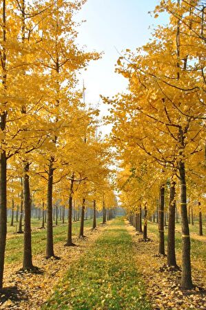 2 Adet Mabet Ağacı [ginkgo Biloba] Fidanı 15-20 cm Boy Yetiştirmek İçin İdeal