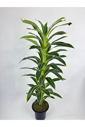 160cm YAPAY YUKA AĞACI