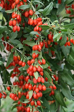 Gojiberry Fidanı Doğanın Mucizesi Gojiberry'yi Bahçenize Taşıyın Lycium Barbarum 1adet