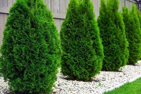 Hızlı Büyüyen  Çit Mazı Fidanı Thuja Occidentalis [ 40-60 cm tüplü