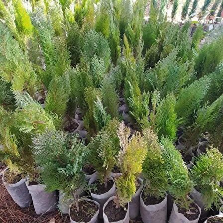 Hızlı Büyüyen  Çit Mazı Fidanı Thuja Occidentalis [ 40-60 cm tüplü