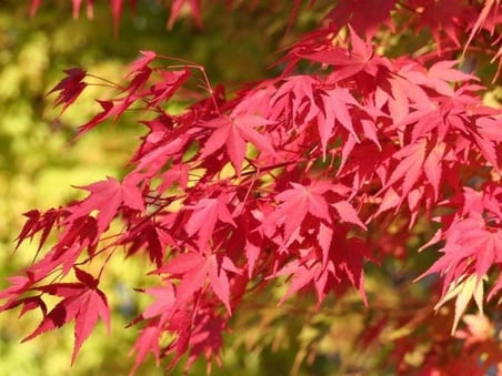 1 Adet 40 60 cm boylarında Japon Akçaağaç fidanı [Acer palmatum atropurpureum]
