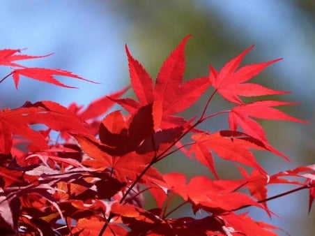 1 Adet 40 60 cm boylarında Japon Akçaağaç fidanı [Acer palmatum atropurpureum]