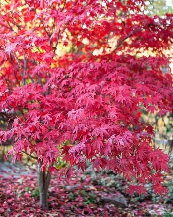 1 Adet 40 60 cm boylarında Japon Akçaağaç fidanı [Acer palmatum atropurpureum]