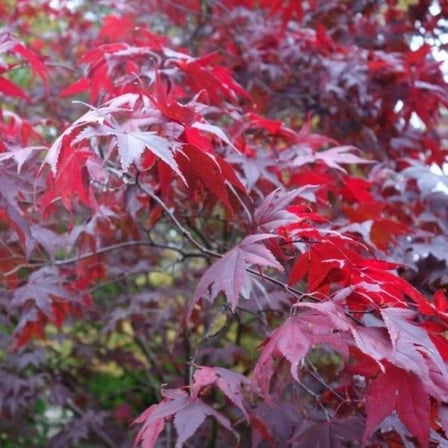 1 Adet 40 60 cm boylarında Japon Akçaağaç fidanı [Acer palmatum atropurpureum]