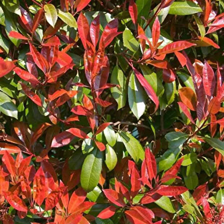 45'li Alev Ağacı Fidanı (Photinia x fraseri) - Çit Bitkisi, Kırmızı Yapraklı Çalı, Hızlı Büyüyen Bahçe Bitkisi 1 yaş 15-20 cm