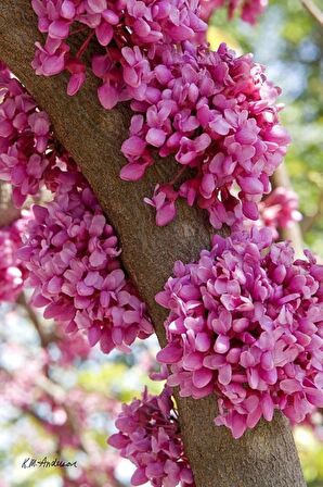 3 Adet Erguvan Fidanı | Cercis Siliquastrum | Muhteşem Mor Çiçekli Gösterişli Süs Ağacı