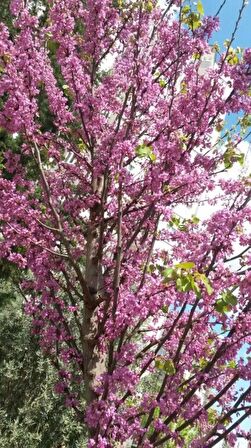 3 Adet Erguvan Fidanı | Cercis Siliquastrum | Muhteşem Mor Çiçekli Gösterişli Süs Ağacı