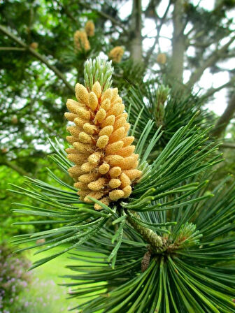 "Tüplü Fıstık Çamı (Pinus pinea) - Bahçenize Gölge ve Estetik Katın"5 adet 1-2 yaş