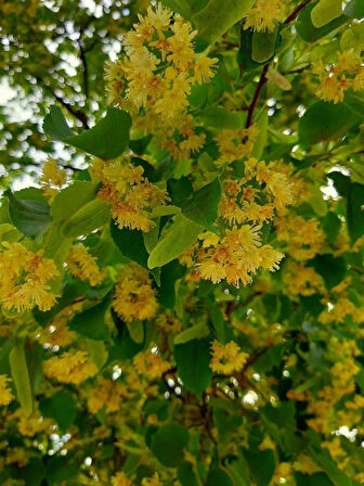 Ihlamur Fidanı (Tilia cordata) 80-100 cm - Geniş Yapraklı ve Kokulu Çiçekli Ağaç