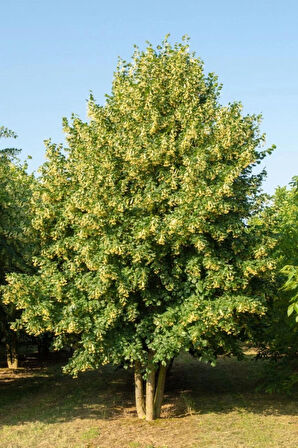 Ihlamur Fidanı (Tilia cordata) 80-100 cm - Geniş Yapraklı ve Kokulu Çiçekli Ağaç