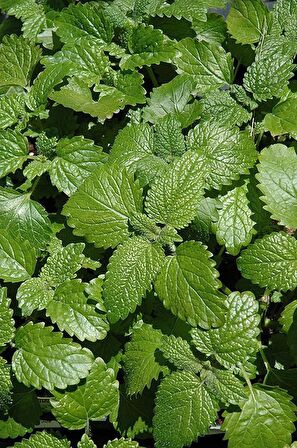 Melisa Çiçeği Fidanı (MELİSSA OFFİCİNALİS): Doğal Sağlığınız Için Bir Mucize "limon Otu"