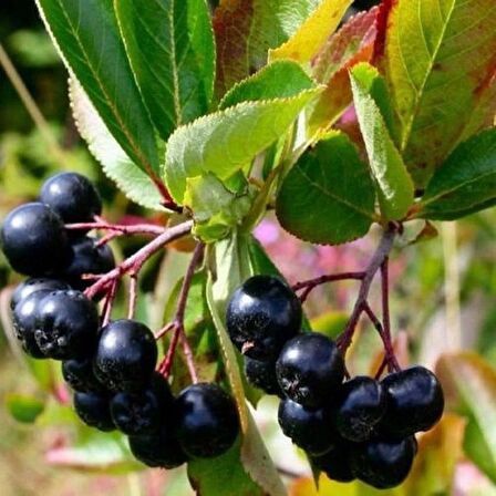 Viking Aronya Fidanı 2 Yaşında Tüplü [Aronia melanocarpa viking]