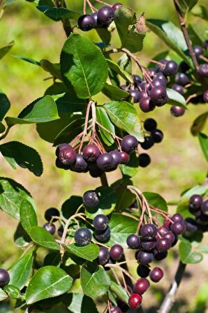 Viking Aronya Fidanı 2 Yaşında Tüplü [Aronia melanocarpa viking]