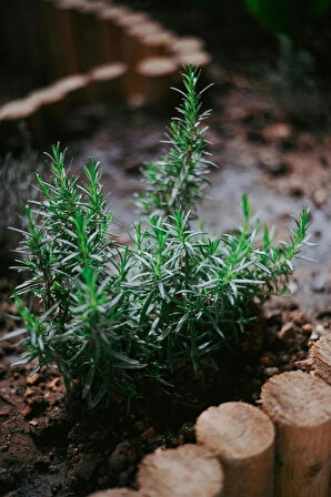 "1 Adet Tüplü Biberiye (Rosmarinus officinalis) - Bahçenize Şifalı ve Kokulu Bitki"