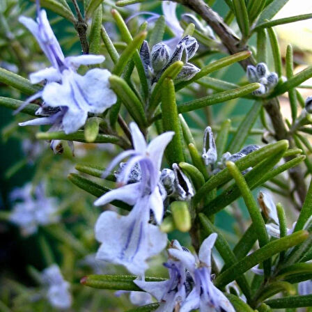 "1 Adet Tüplü Biberiye (Rosmarinus officinalis) - Bahçenize Şifalı ve Kokulu Bitki"