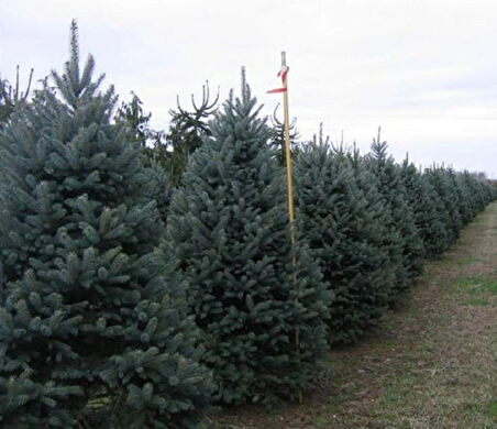 "40-50 cm Tüplü Mavi Ladin (Picea pungens 'Glauca') Fidanı - Bahçeniz İçin Zarif ve Dayanıklı"2 yaş