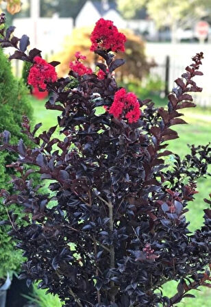 Oya ağacı Black Diamond Best Red Siyah Yapraklı Kırmızı Çiçekli Oya Ağacı 1-2 yaş