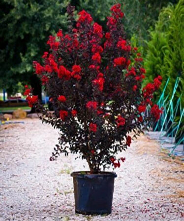 Oya ağacı Black Diamond Best Red Siyah Yapraklı Kırmızı Çiçekli Oya Ağacı 1-2 yaş