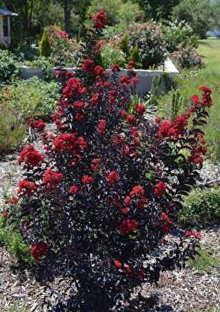 Oya ağacı Black Diamond Best Red Siyah Yapraklı Kırmızı Çiçekli Oya Ağacı 1-2 yaş