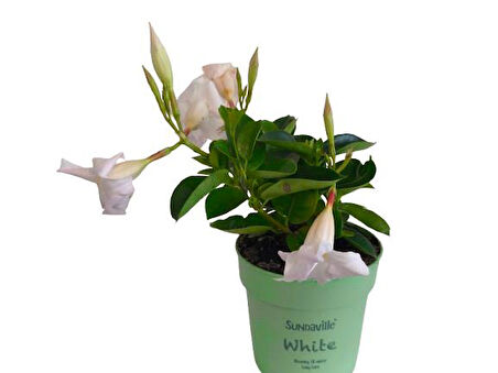 Mandavilla / Sandavilla Çiçeği Beyaz Renk