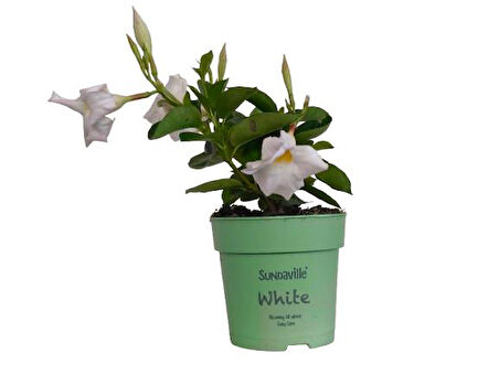 Mandavilla / Sandavilla Çiçeği Beyaz Renk