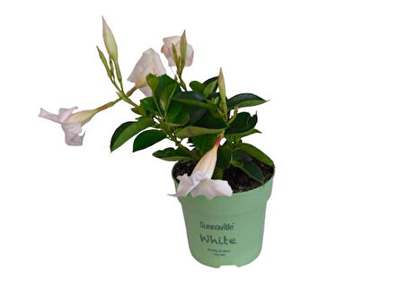 Mandavilla / Sandavilla Çiçeği Beyaz Renk