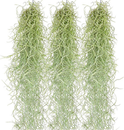 İspanyol Yosunu Tillandsia Usneoides Air Plant Büyük Boy