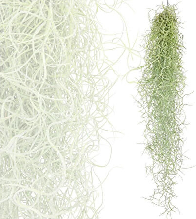 İspanyol Yosunu Tillandsia Usneoides Air Plant Büyük Boy