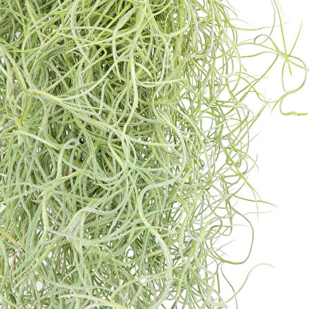İspanyol Yosunu Tillandsia Usneoides Air Plant Büyük Boy